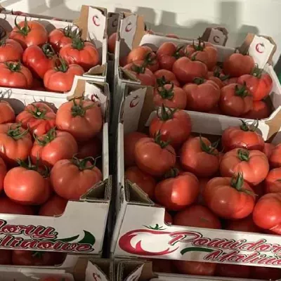 pomidory-1