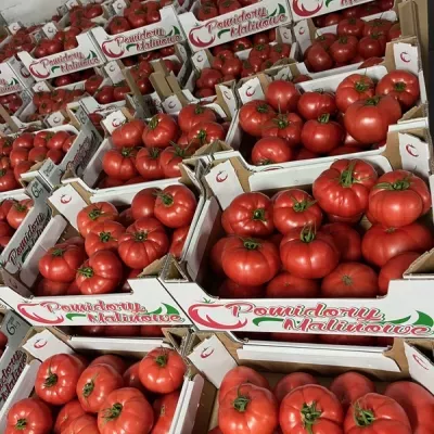 pomidory-czerwone-1