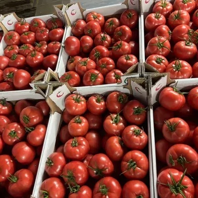 pomidory-czerwone-3
