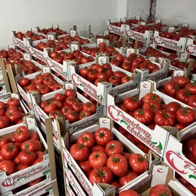pomidory-czerwone-6
