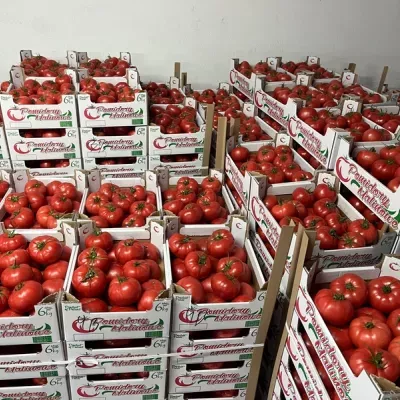 pomidory-czerwone-7