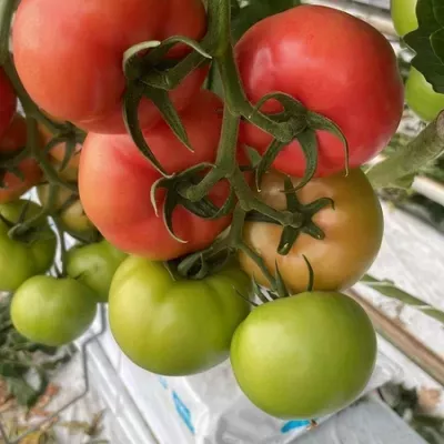 pomidory-w-ogrodzie-1