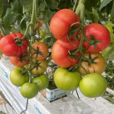 pomidory-w-ogrodzie-2