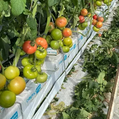 pomidory-w-ogrodzie-3