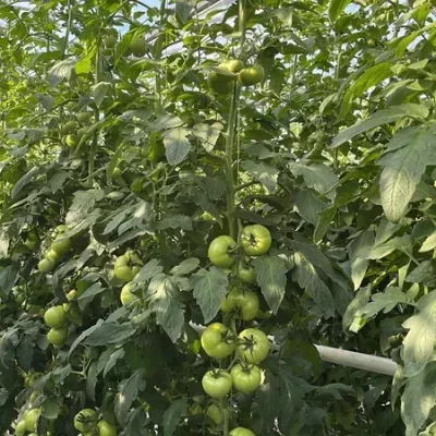 zielone-pomidory-2