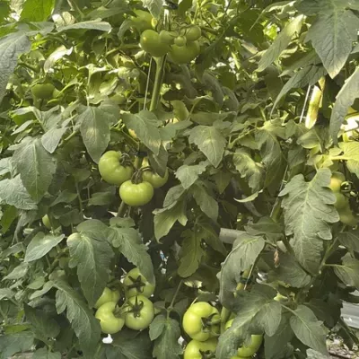 zielone-pomidory-5