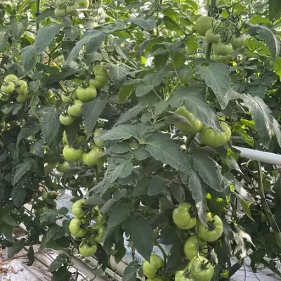 zielone-pomidory-7